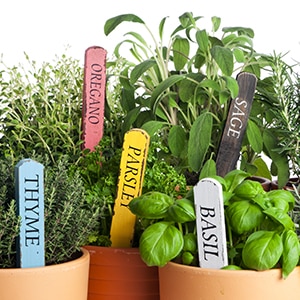 grow_your_own_herbs_square